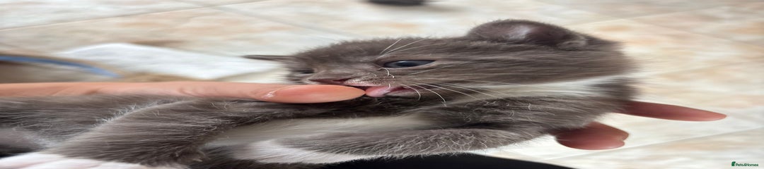 Maine Coon KItten 1 (Sharky)