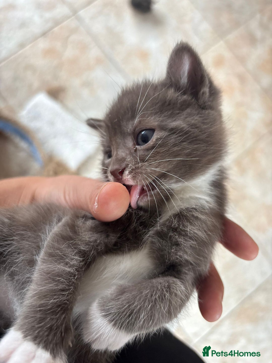 Maine Coon cats for sale: Maine Coon Mix Kittens - Image 1