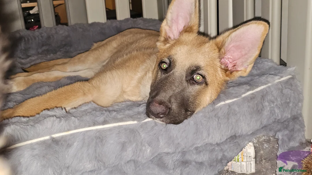 German Shepherd dogs for sale: 9 beautiful pure bred German Shepherd puppies - Advert 2