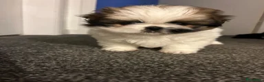 Shih Tzu Puppy 1