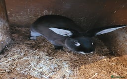Belgian Hares rabbits for sale: 'Bramble' Belgian Hare chocolate and white doe - Image 2