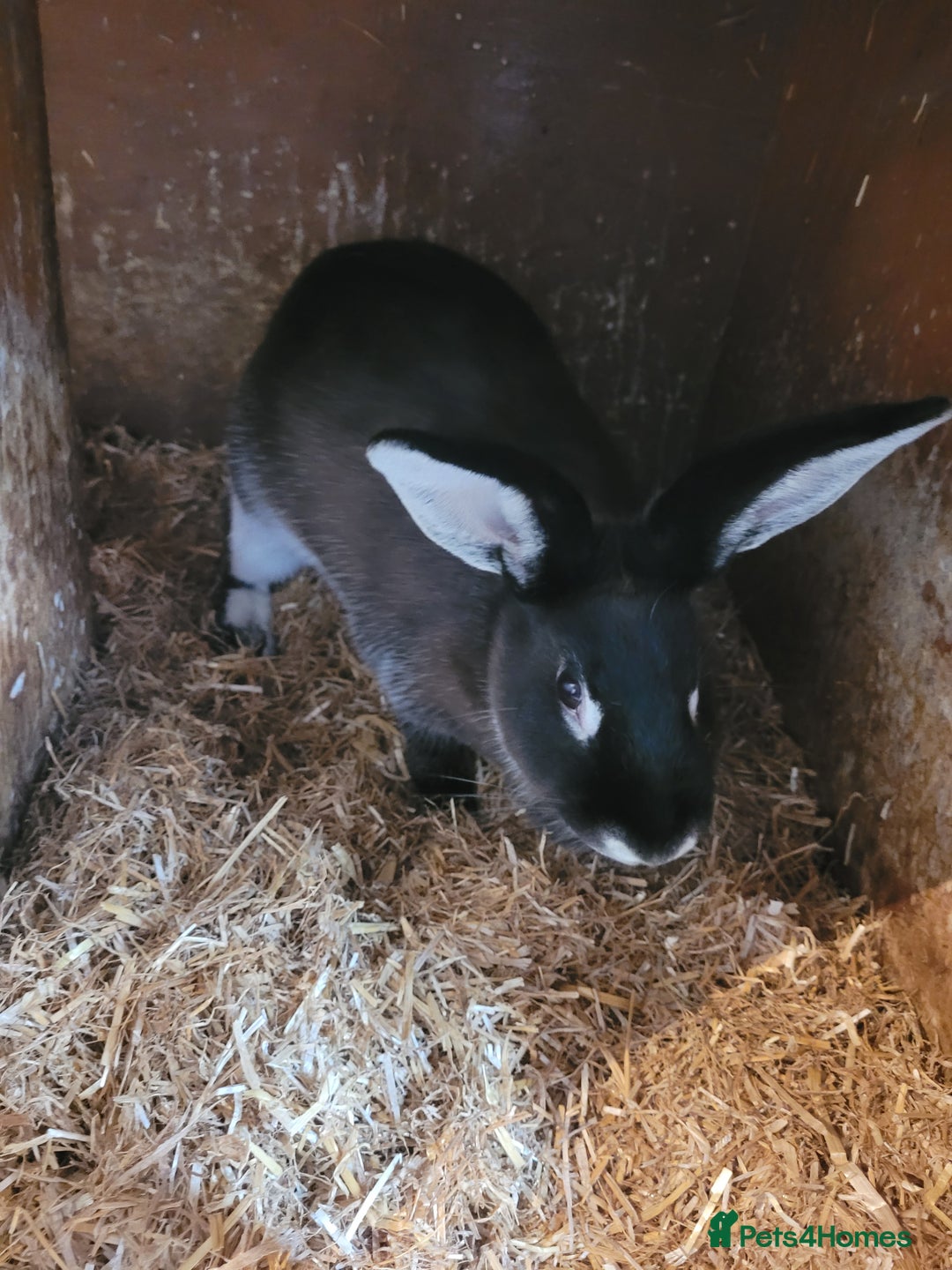 Belgian Hares rabbits for sale: 'Bramble' Belgian Hare chocolate and white doe - Image 2