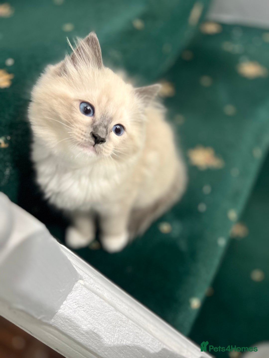 Ragdoll cats for sale: Meet Special joy - Image 19