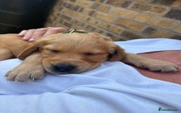Golden Retriever dogs for sale: 🐾 Ready Soon!! KC Golden Retriever Male Puppies - Image 23