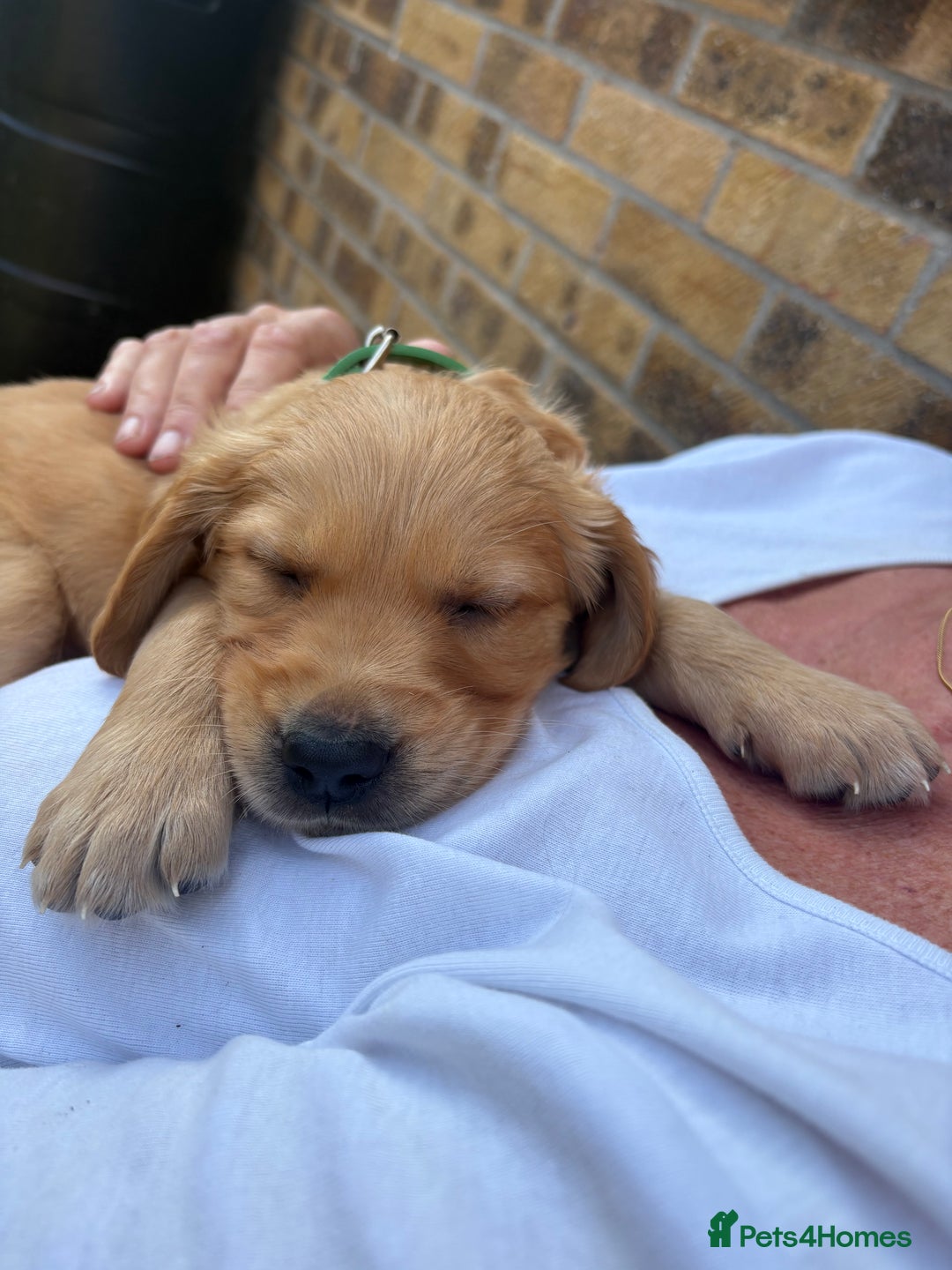 Golden Retriever dogs for sale: 🐾 Ready Soon!! KC Golden Retriever Male Puppies - Image 23