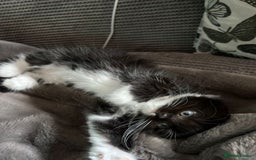 British Longhair cats for sale: Long haired British blue - Image 5