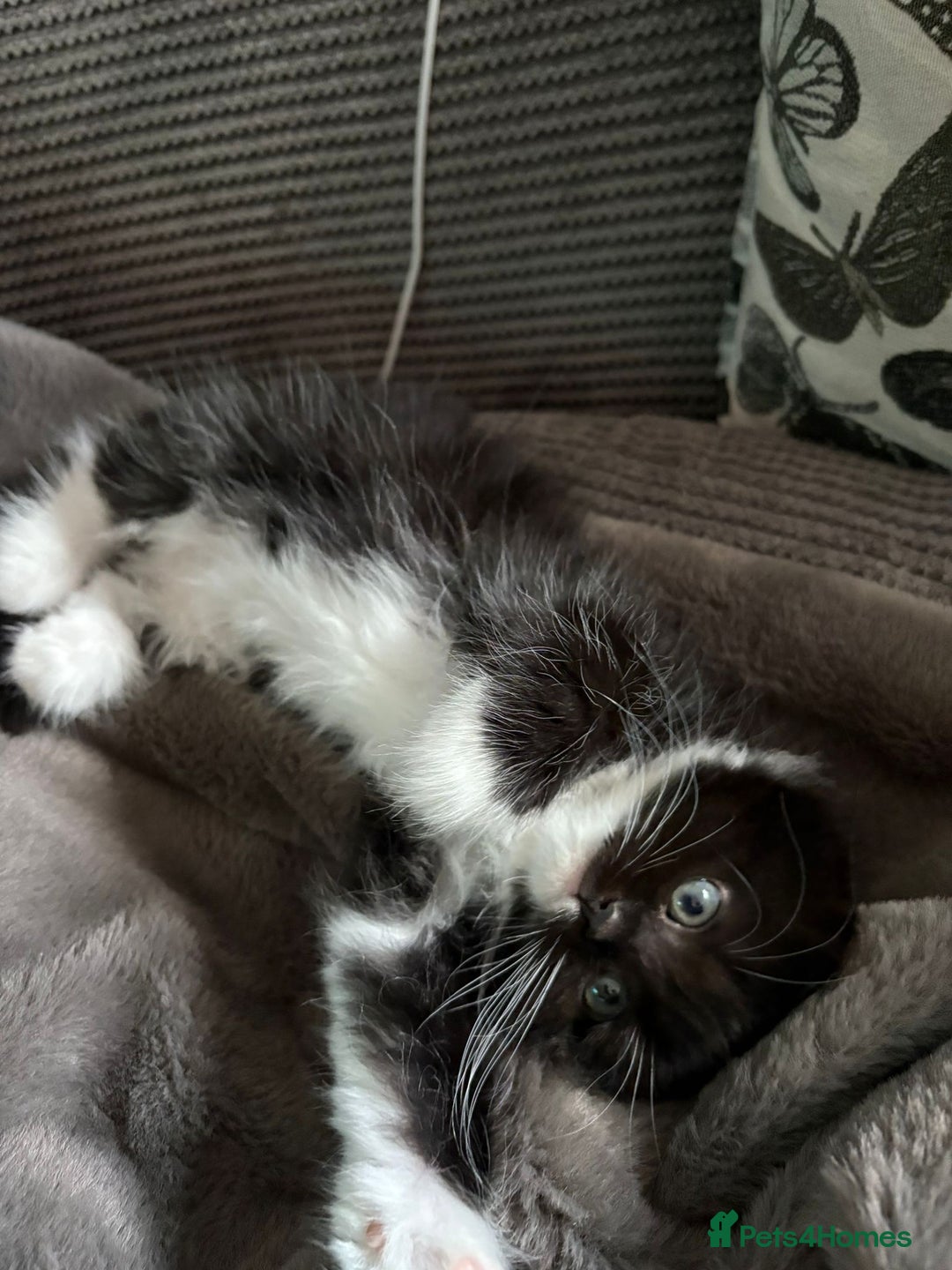 British Longhair cats for sale: Long haired British blue - Image 5