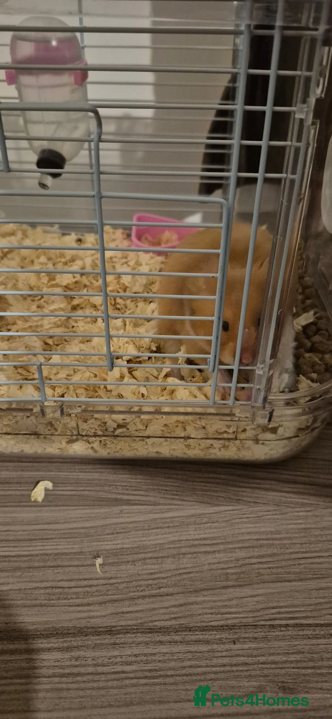 Hamster rodents for sale: Mr tibbles in Bolton - Advert 2