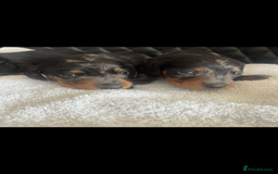 Miniature Dachshund dogs for sale: Beautiful miniature dachshund puppies - Image 17