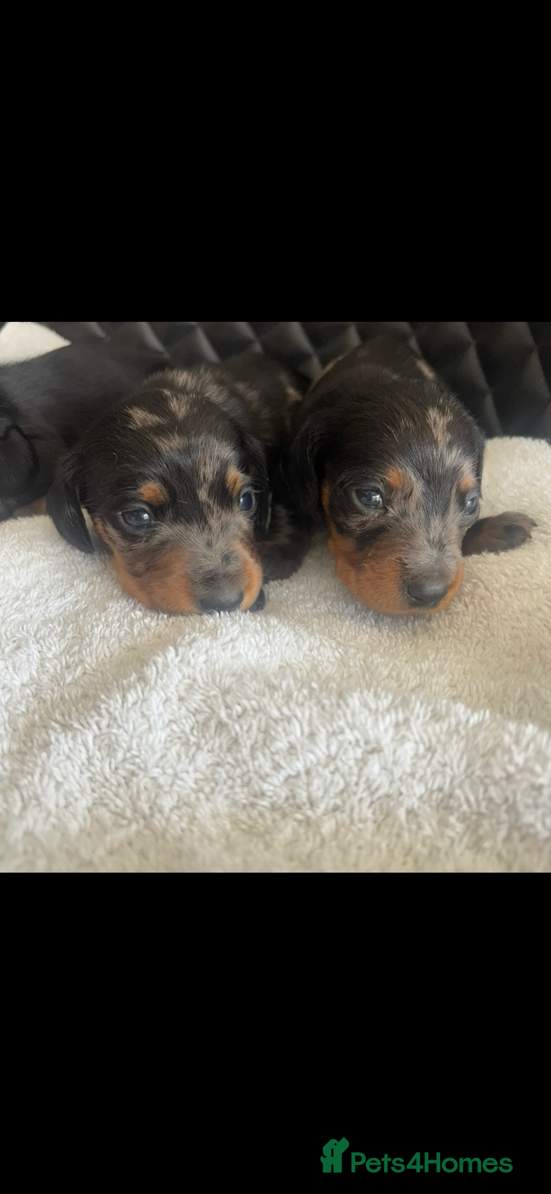 Miniature Dachshund dogs for sale: Beautiful miniature dachshund puppies - Image 17