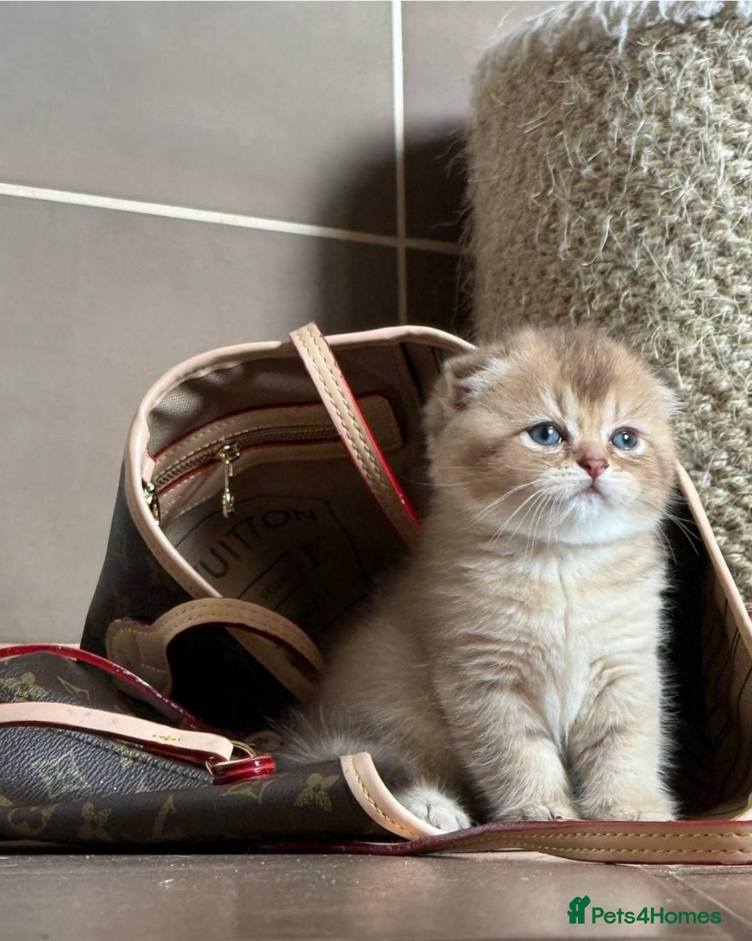 Scottish Fold cats for stud:  Amazing Scottish straight gold male for stud  - Image 7
