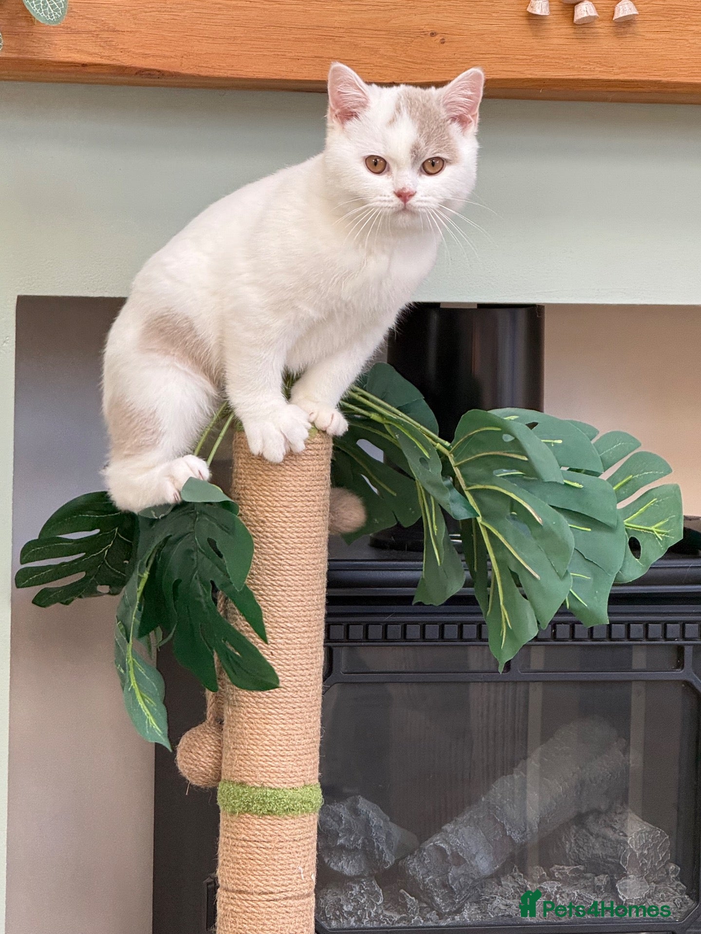 British Shorthair cats REDUCED - GCCF KITTENS READY NOW  - Advert 2