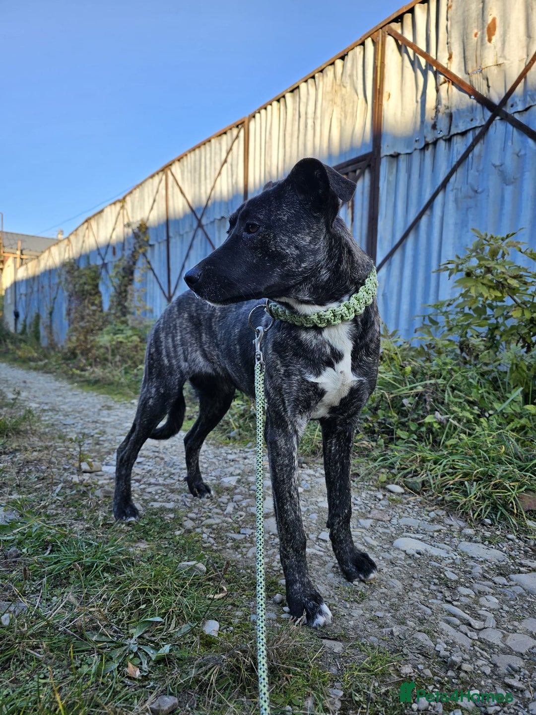 Mixed Breed dogs for adoption: A Beautiful and Gentle Girl - for a Loving Home - Image 13