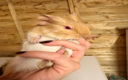 Guinea Pig rodents for sale: 3 baby guinea pigs  - Image 10