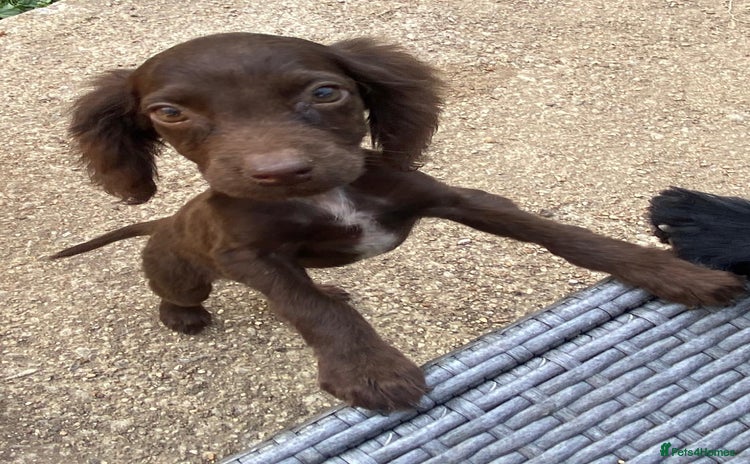 Sprocker dogs - Advert 1