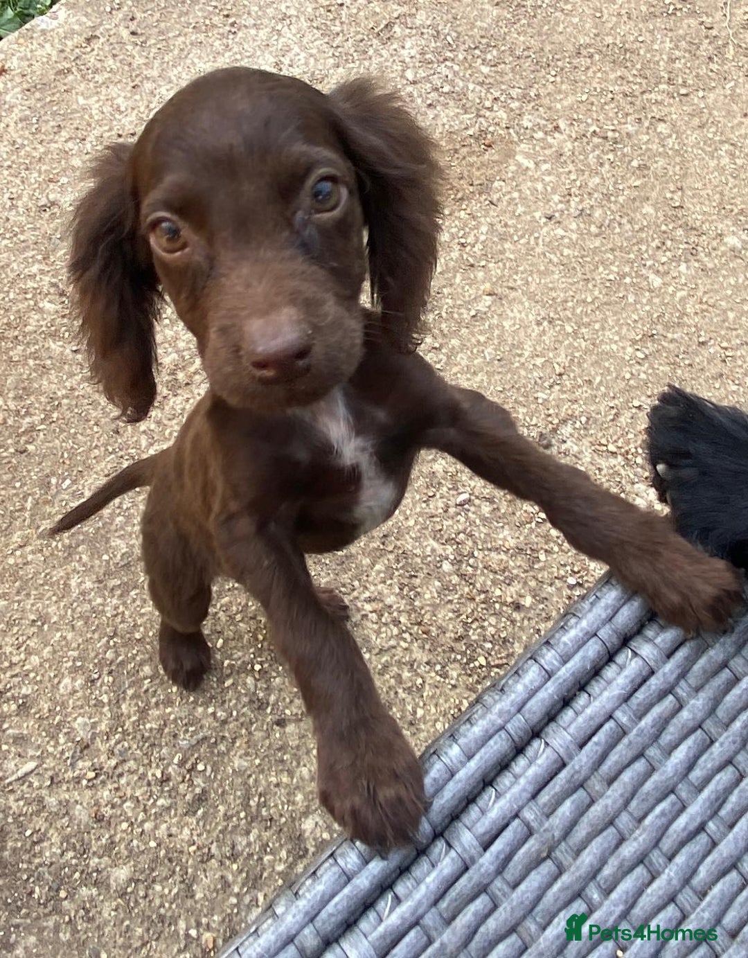 Sprocker dogs for sale: Sprocker Spaniels  - Image 1