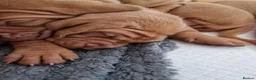 Hungarian Vizsla dogs for sale: Stunning Hungarian Vizsla Puppies - 4 Girls. - Advert 3