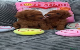 Miniature Poodle dogs for sale: Miniature red poodles 2💙2🩷 - Image 4