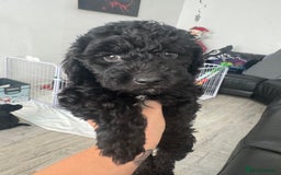 Mixed Breed dogs for sale: Baby girl available  - Advert 8