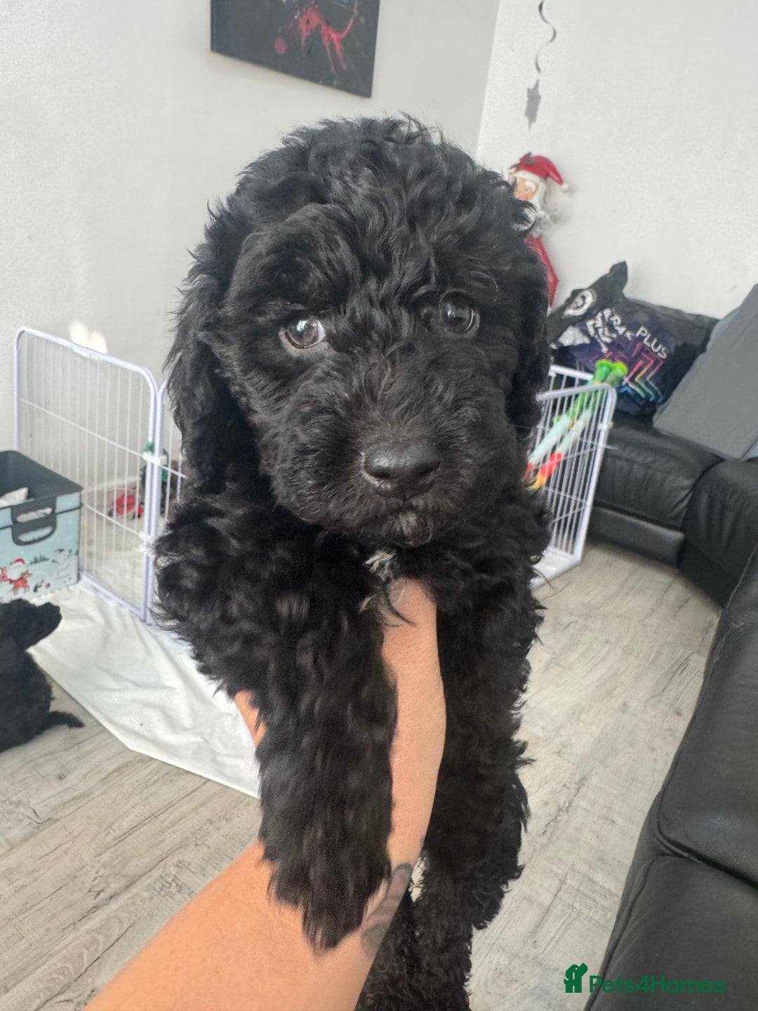 Mixed Breed dogs for sale: Baby girl available  - Advert 8