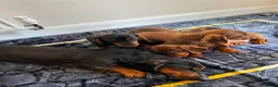 Miniature Dachshund dogs for sale: Miniature dachshund ready to leave in Manchester - Advert 6