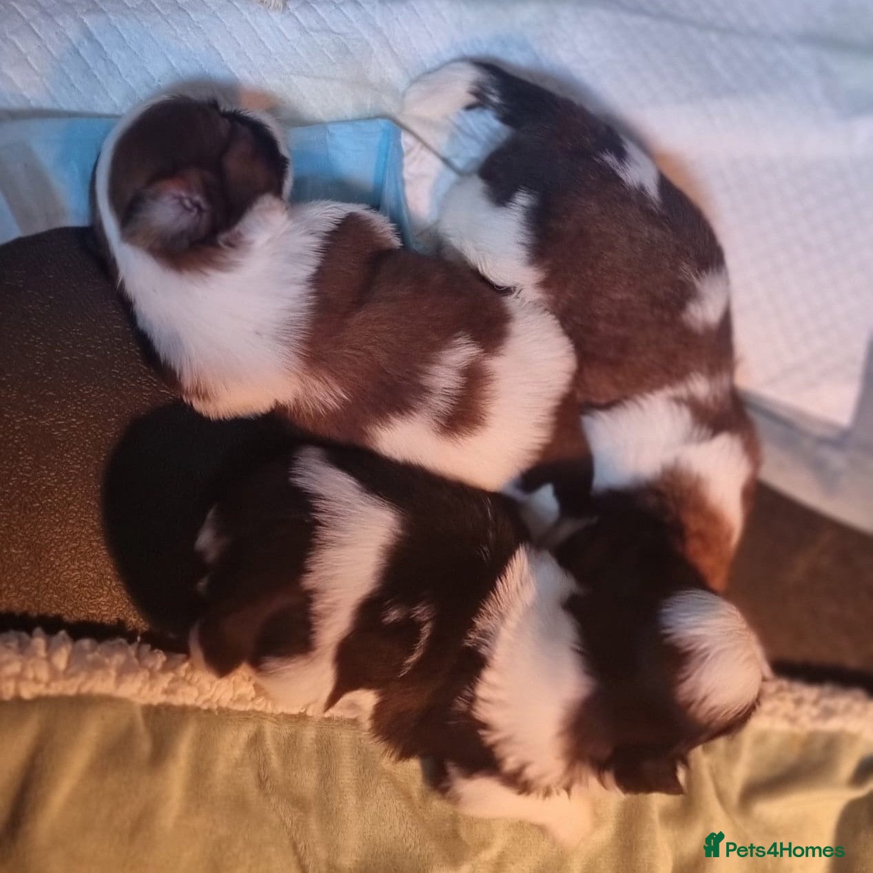Shih Tzu dogs Shihtzu puppies - Advert 12