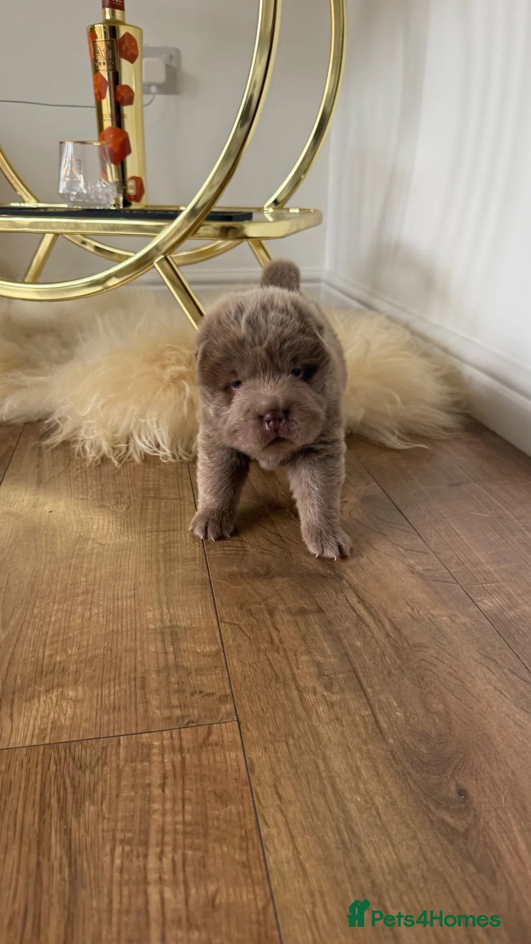 Shar Pei dogs for sale: Top quality bear coat shar pies for sale  - Advert 2