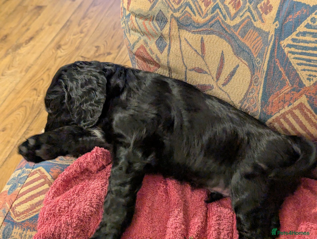 Cocker Spaniel dogs for sale: Working Cocker Spaniel puppies - Advert 13