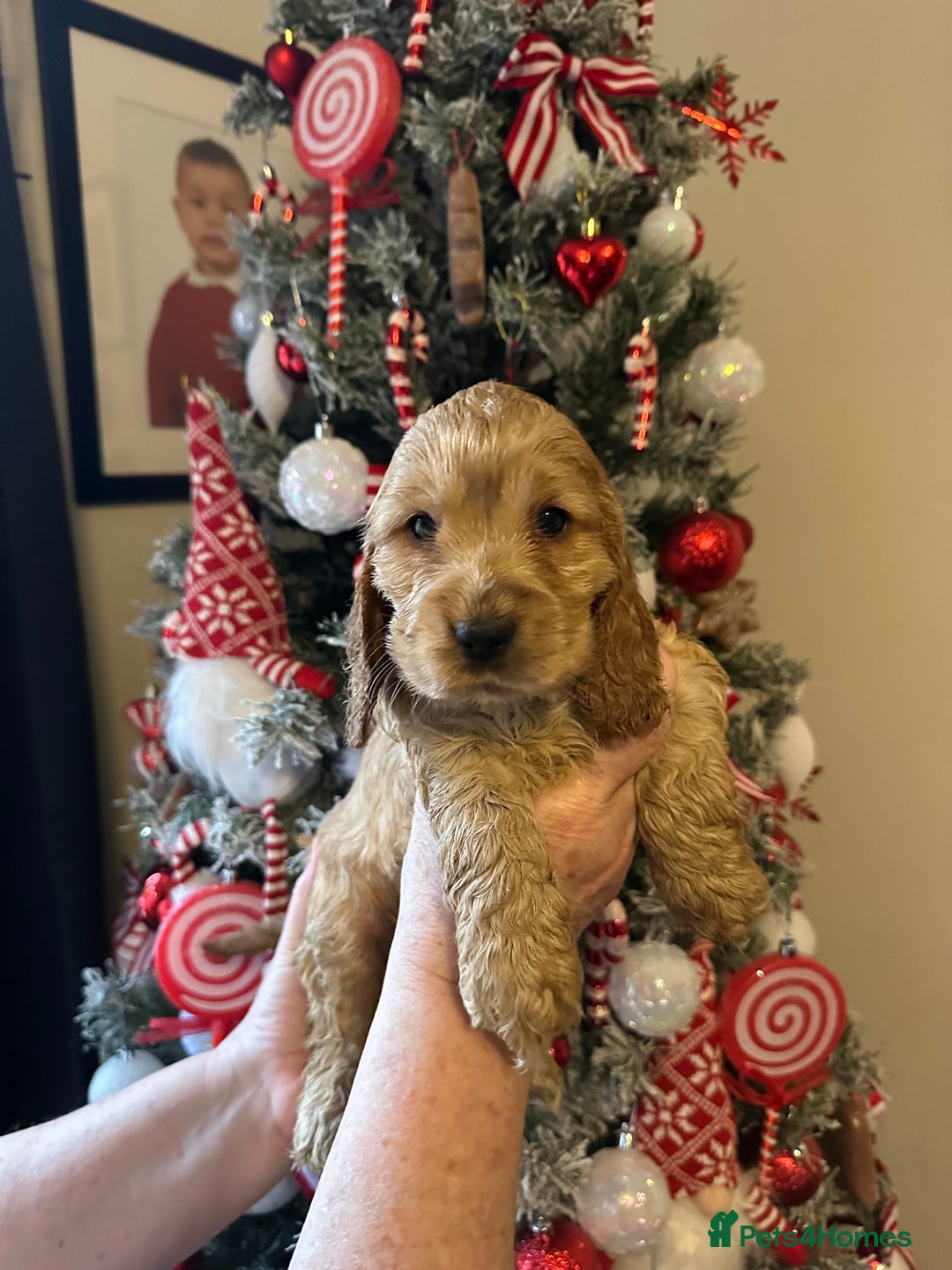 Cocker Spaniel dogs for sale: KC Golden Show Cocker Spaniel  READY TO GO! - Advert 10