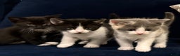 Ragdoll cats for sale: Grey calico ragdoll cross kitten - Advert 4