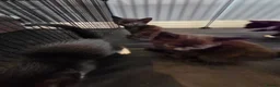 Mixed Breed cats for sale: Kittens for Sale in Bridlington - Advert 8