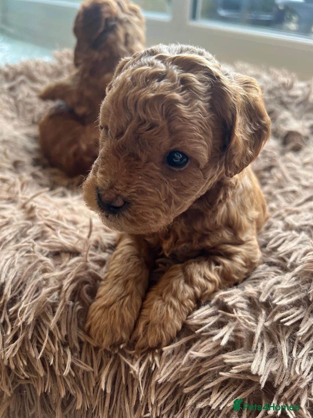Mixed Breed dogs for sale: F1B Cockapoo Puppies – KC Toy Poodle Sired in Halifax - Advert 2