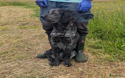 English Setter dogs for adoption: Pili  - Image 2