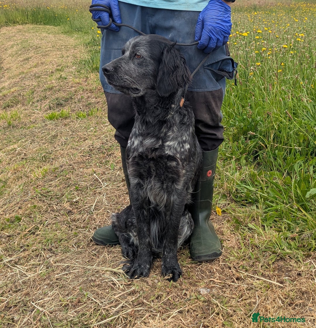 English Setter dogs for adoption: Pili  - Image 2
