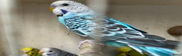 Budgerigars birds for sale: Budgies for sale, cages available, in good health - Advert 5