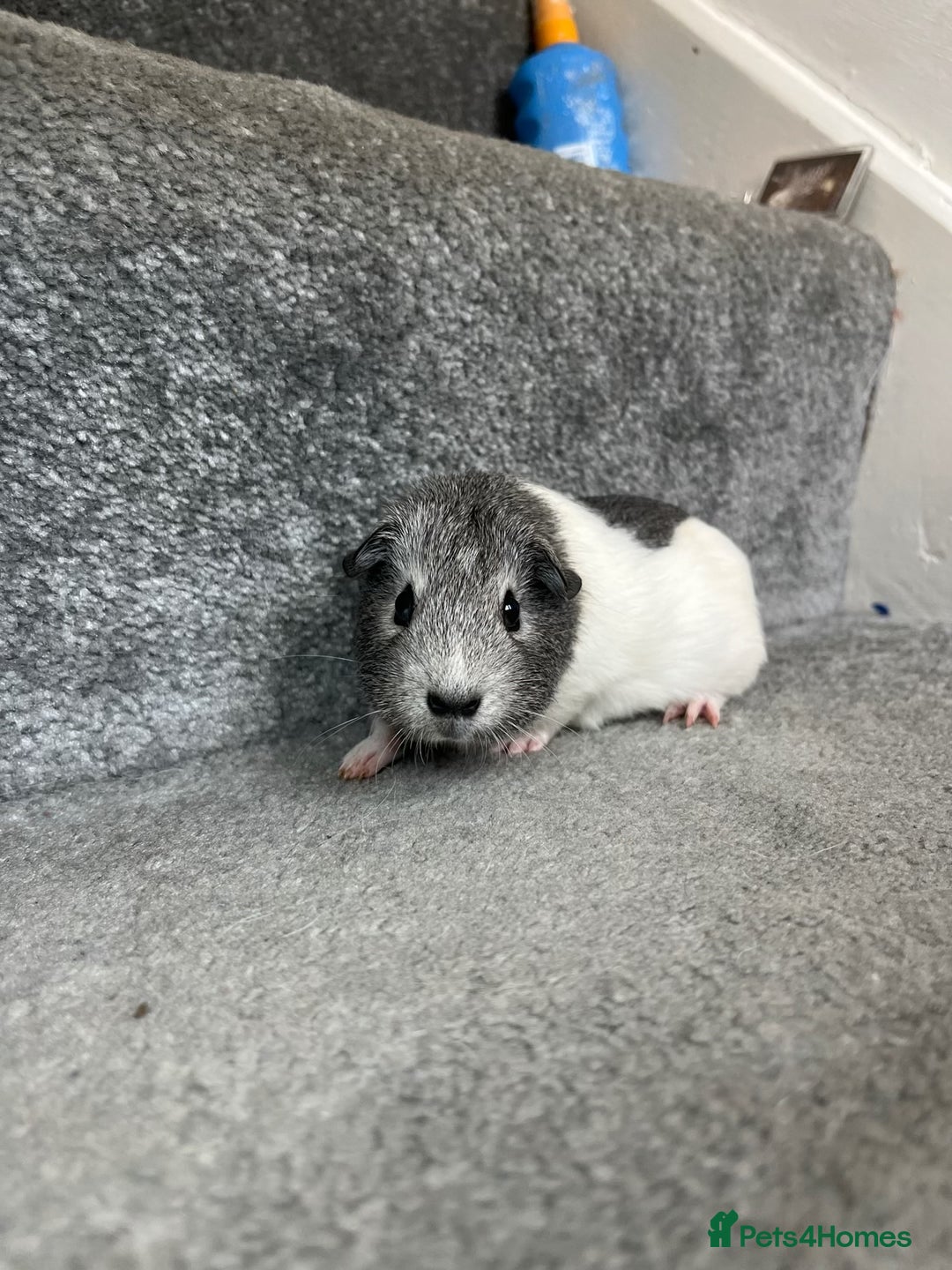 Guinea Pig rodents for sale: Baby skinny carriers due in August  - Image 5
