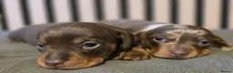 Miniature Dachshund dogs for sale: Pedigree miniature Dachshund baby girls - Advert 7