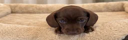 Miniature Dachshund dogs for sale: Miniature Smooth-Haired Dachshund Puppies Puppies in Oxford - Advert 8