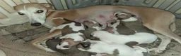 Whippet dogs for sale: Whippet Puppies in Dollar - Advert 3
