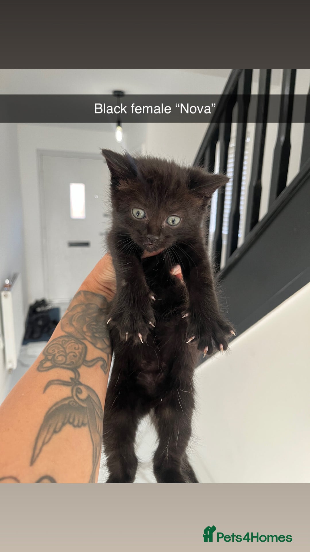 Mixed Breed cats for sale: Beautiful kittens  - Advert 5