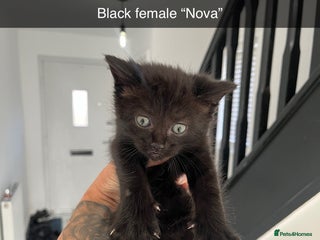 Mixed Breed cats Beautiful kittens - Advert 12