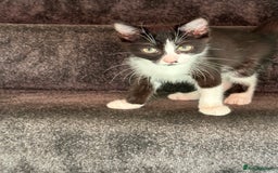 Domestic Shorthair cats for sale: Two Adorable 13-Week-Old Female Kitten - Image 3