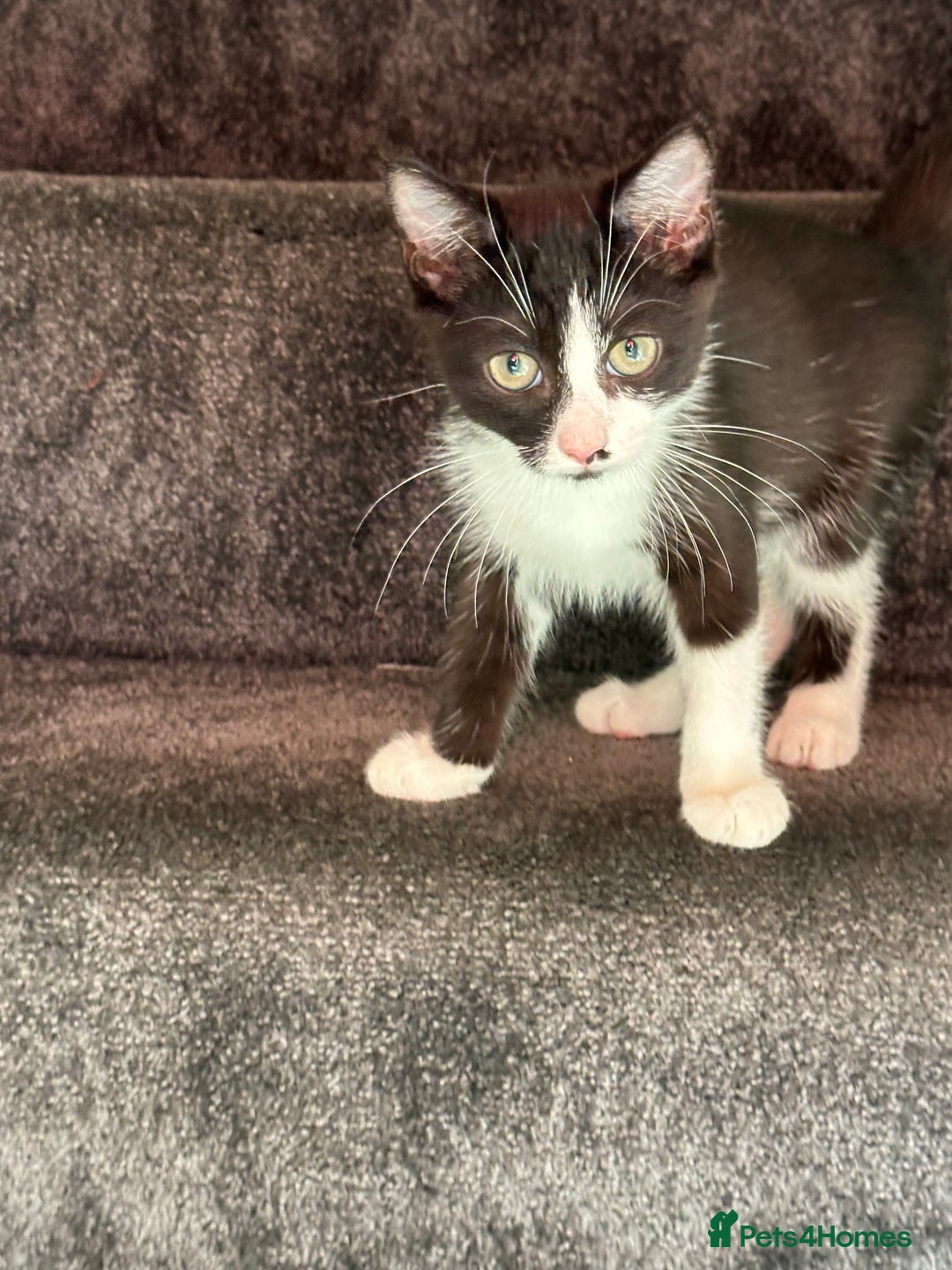 Domestic Shorthair cats for sale: Two Adorable 13-Week-Old Female Kitten - Image 3
