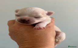 Chihuahua dogs for sale: Cream and white Longcoat KC reg reg boy  - Image 3