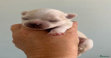Chihuahua dogs - Advert 4
