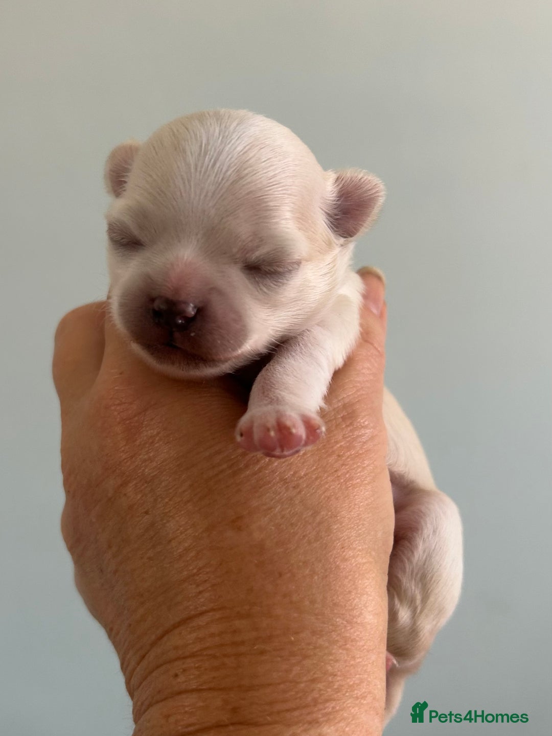 Chihuahua dogs for sale: Cream and white Longcoat KC reg reg boy  - Image 3
