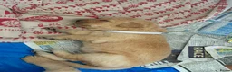 Labrador Retriever dogs for sale: Labrador Puppies Looking For Their Forever Homes  - Advert 32
