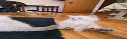 Siberian cats for sale: 4 Siberian Neva Masquerade kittens for seal - Advert 11