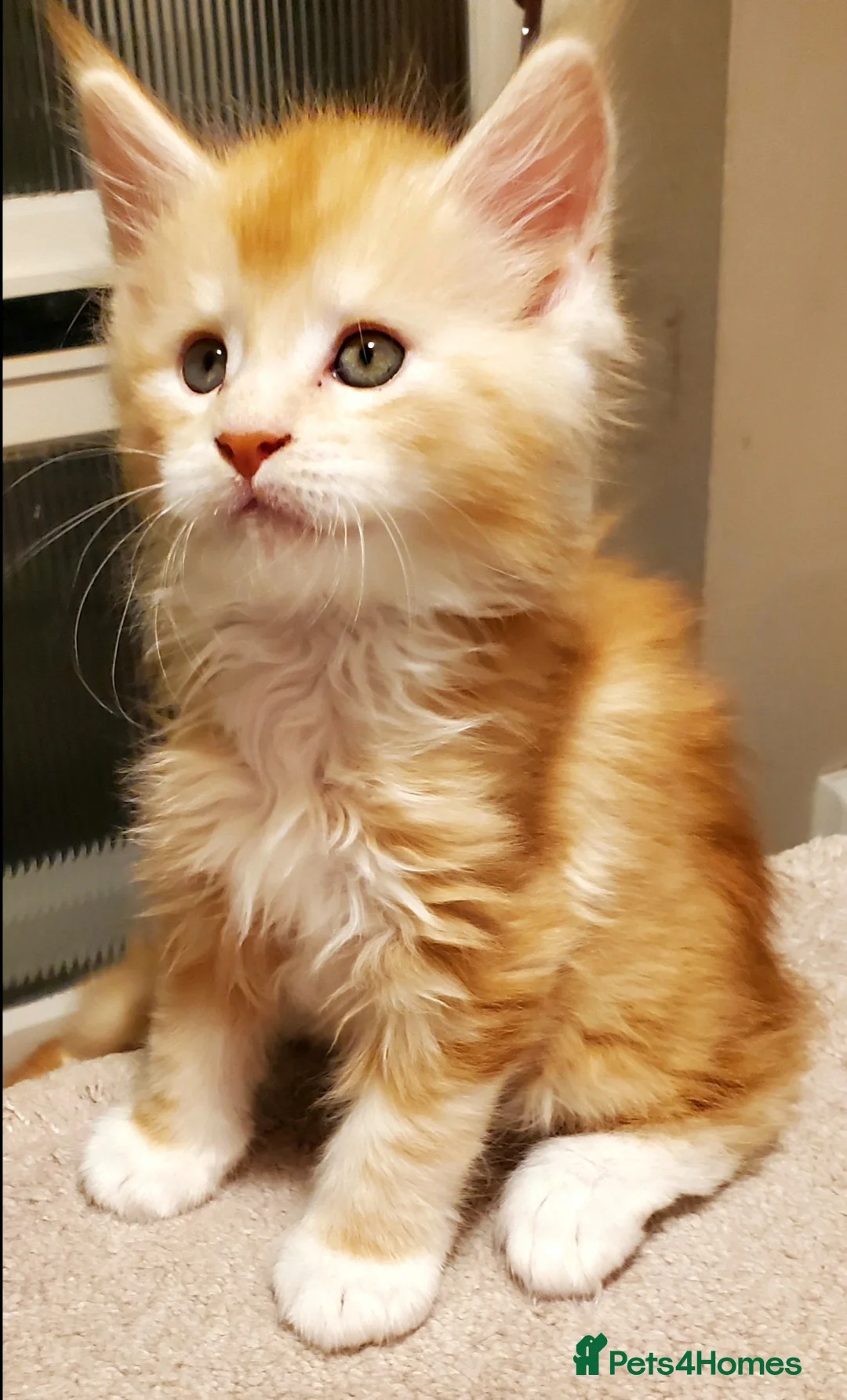 Maine Coon cats for sale: GOURGEOUS XXL MAINE COON KITTENS!!! - Advert 10