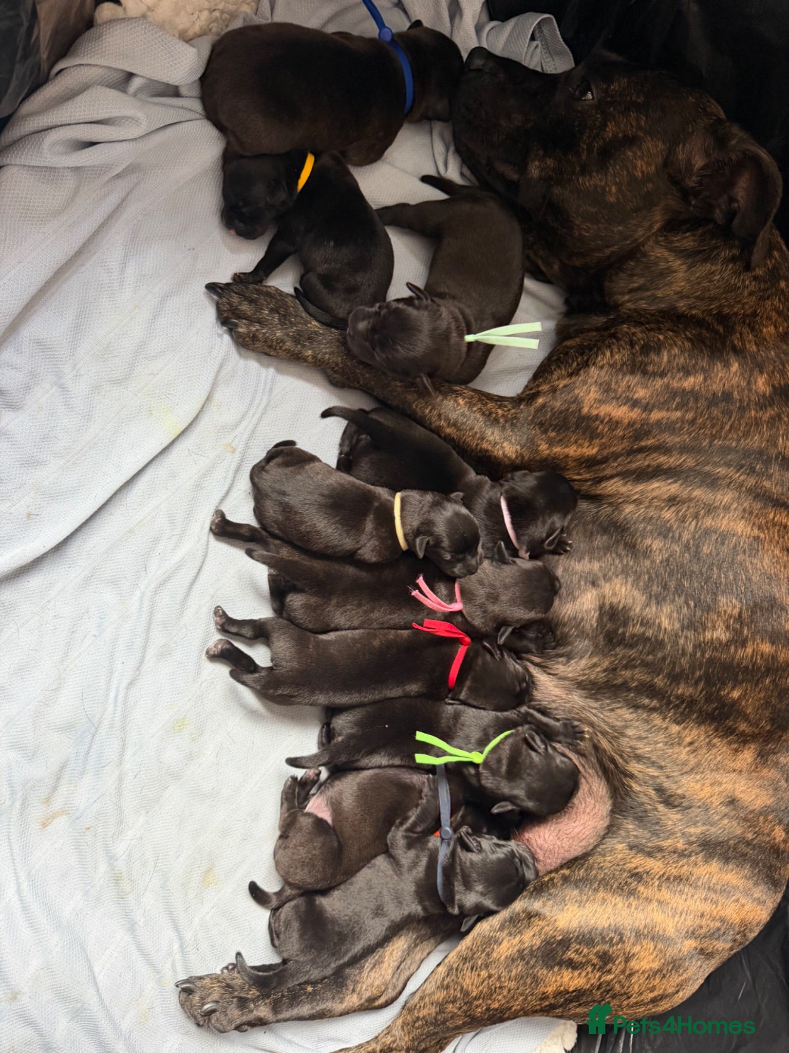 Staffordshire Bull Terrier dogs 10 Gorgeous Brindle Pups  - Advert 1